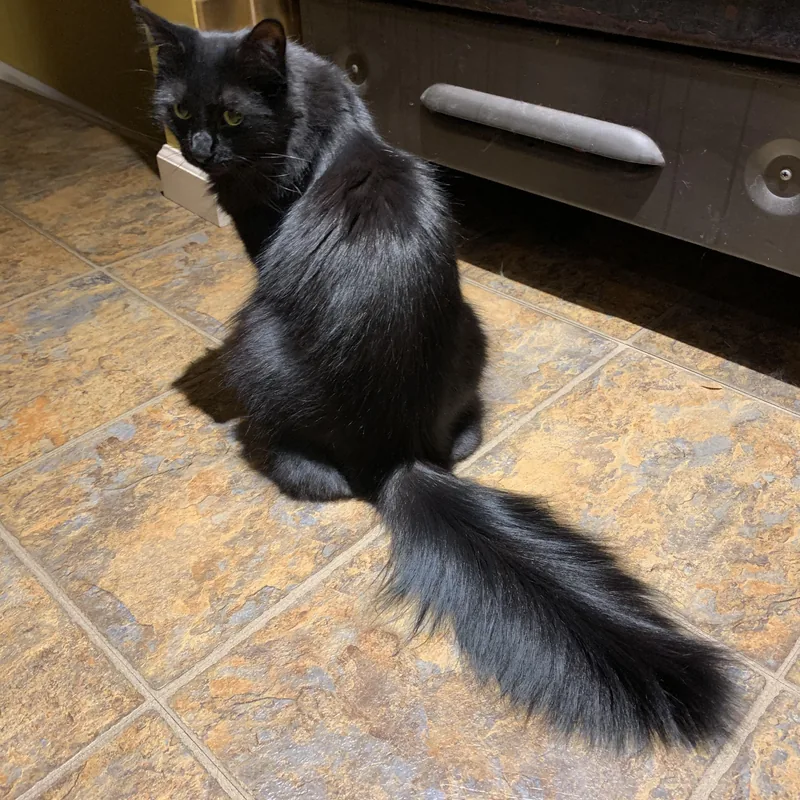 Kedi Tüy Parlatma