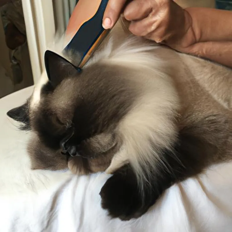 Himalayan Kedi Yele Şekillendirme