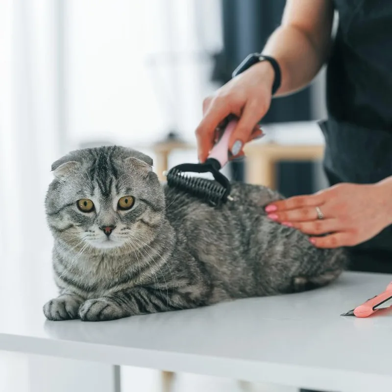 Kedi Tüy Düğüm Açma
