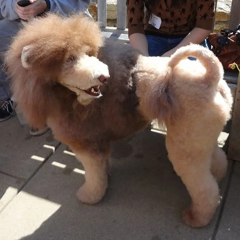 Poodle Aslan Tıraşı