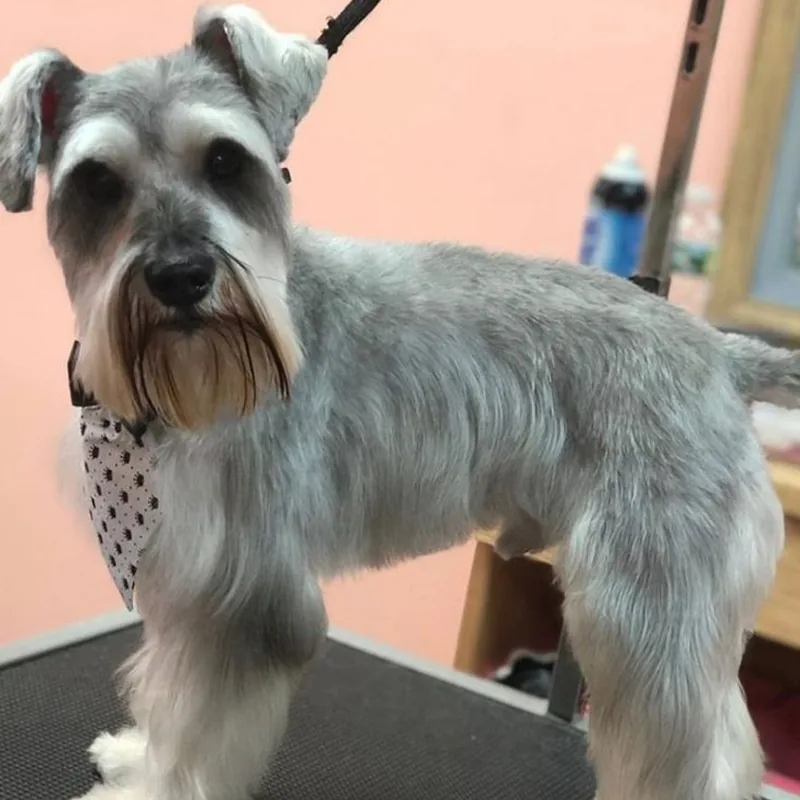 Schnauzer Klasik Kesim