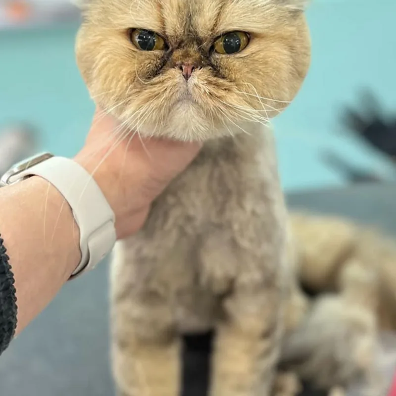Kedi Tıraşı